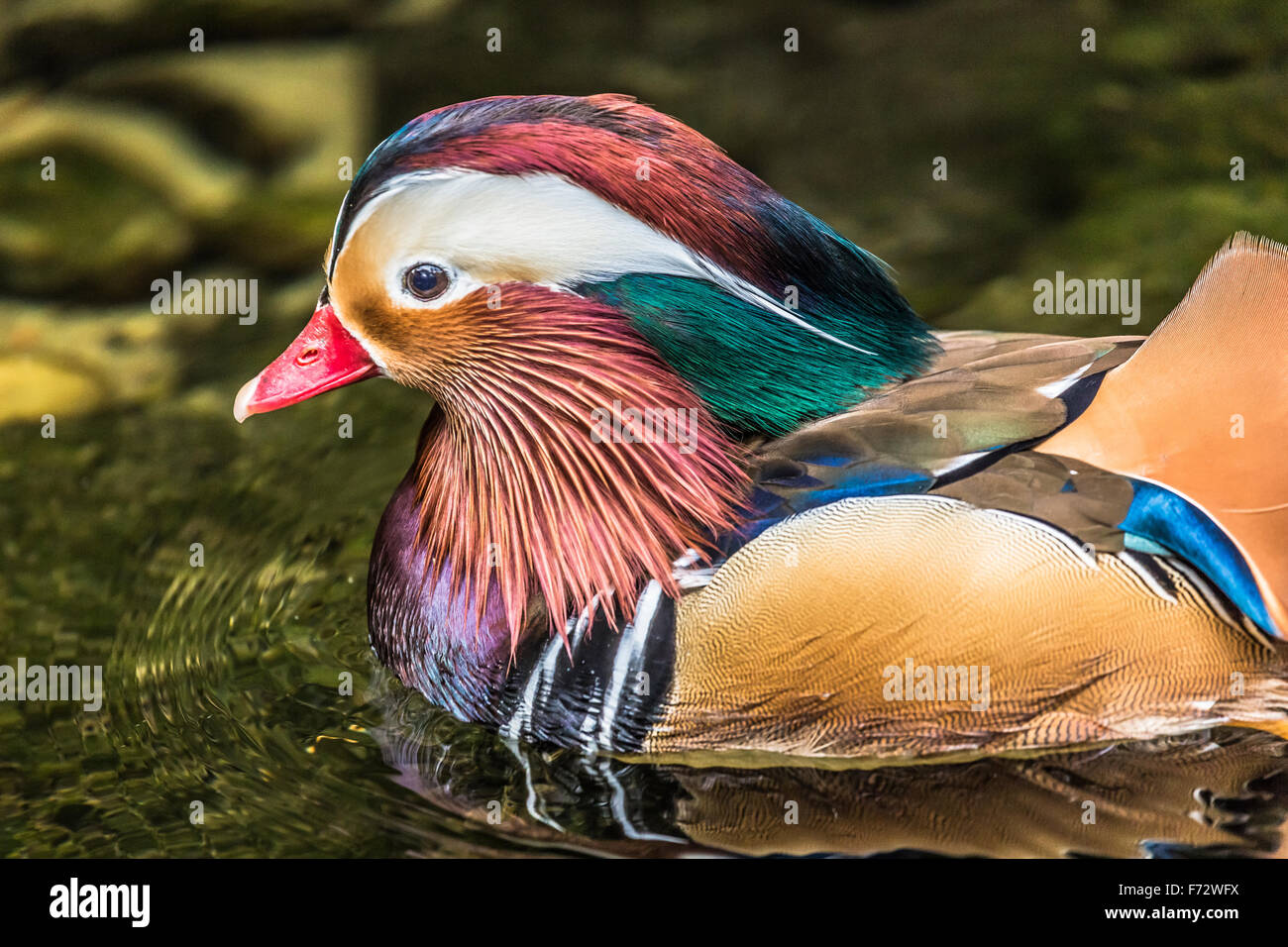 Beautiful male Mandarin Duck (Aix galericulata Stock Photo - Alamy