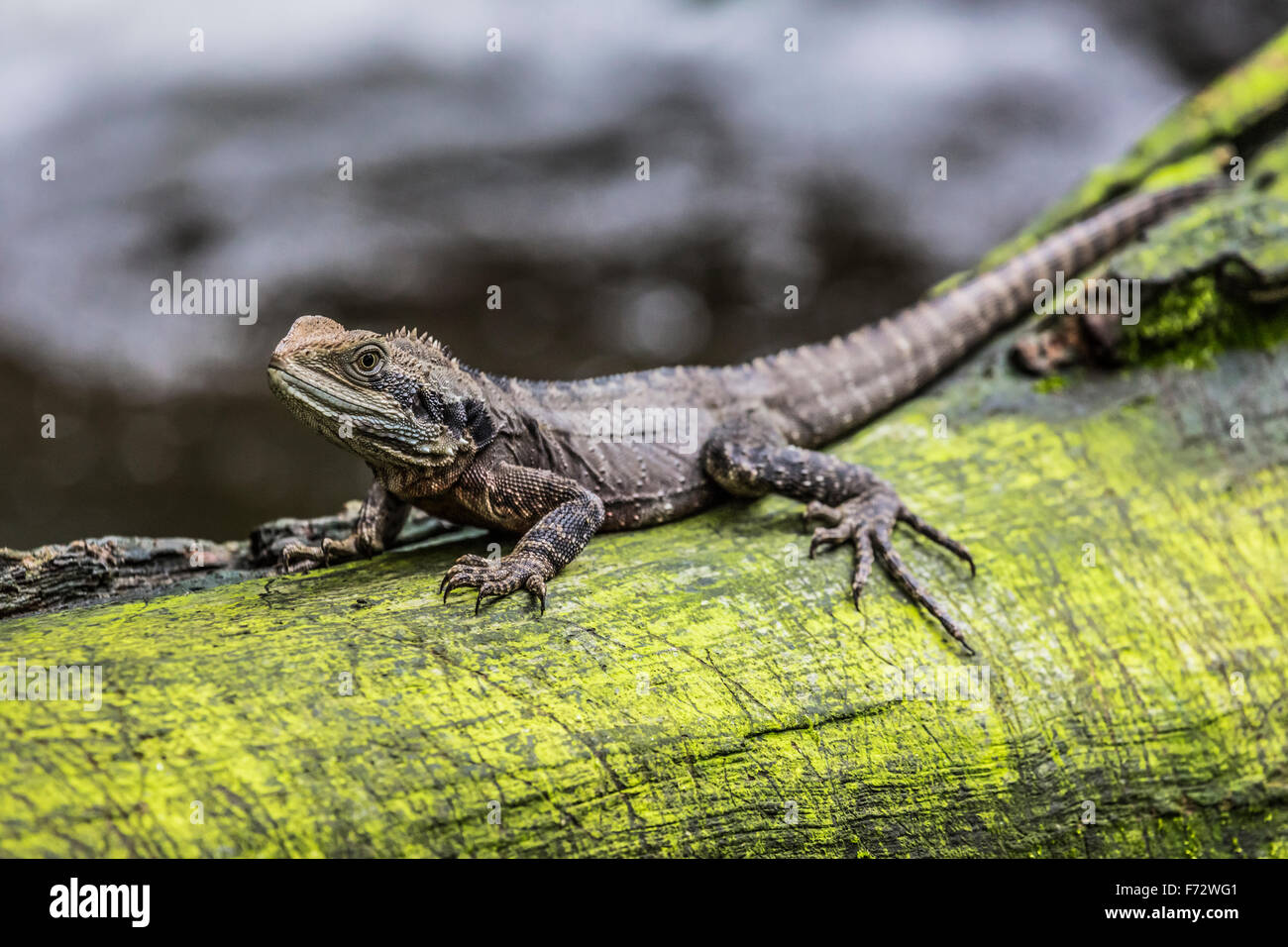 Eastern Water Dragon, Queensland (Australia Stock Photo Alamy