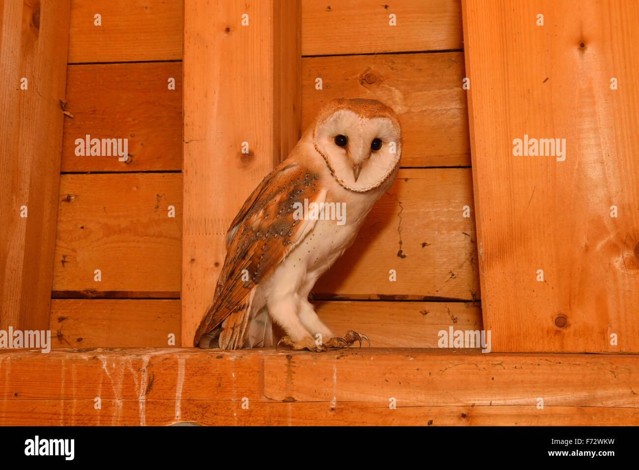 Wild young Barn Owl / Schleiereule ( Tyto alba ) sitting in the wooden truss of a church. Stock Photo