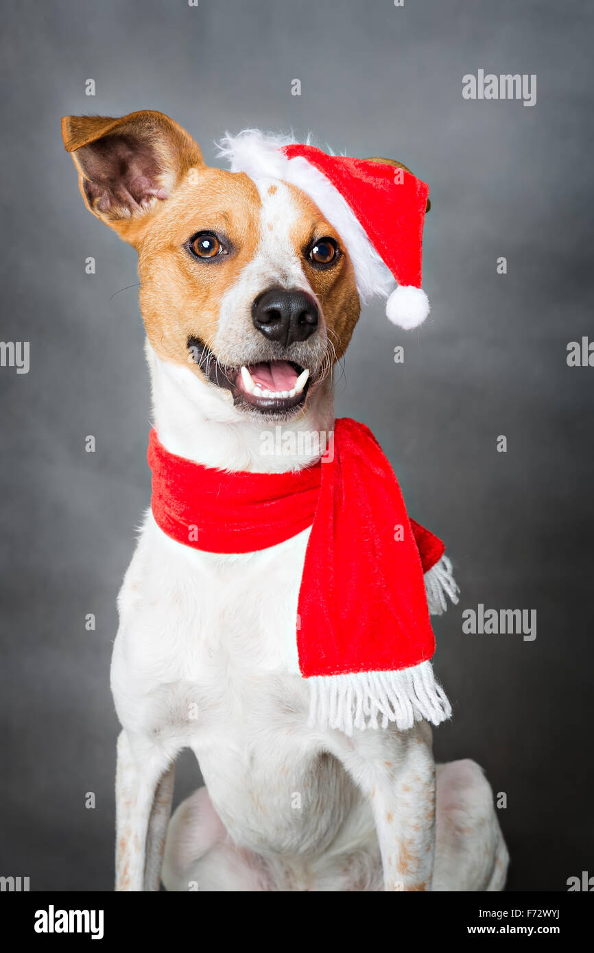 portrait of funny xmas dog Stock Photo