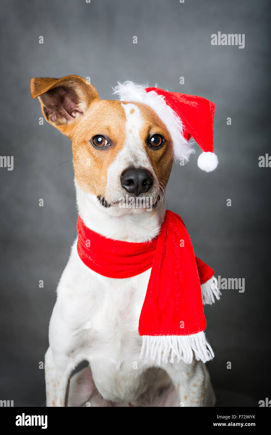 portrait of funny xmas dog Stock Photo