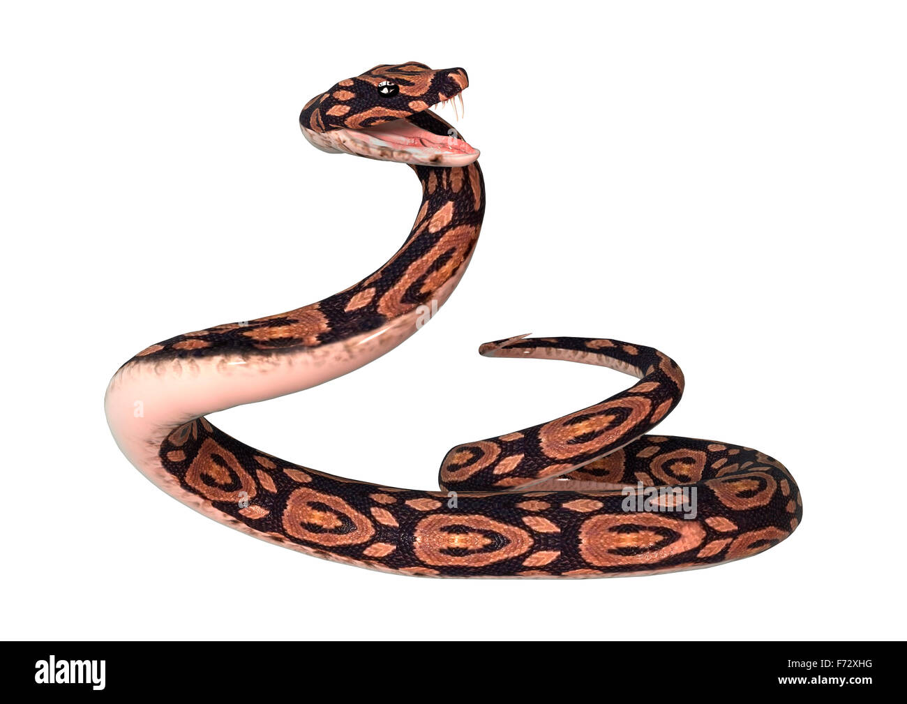 3D digital render of a ball python snake isolated on white background ...