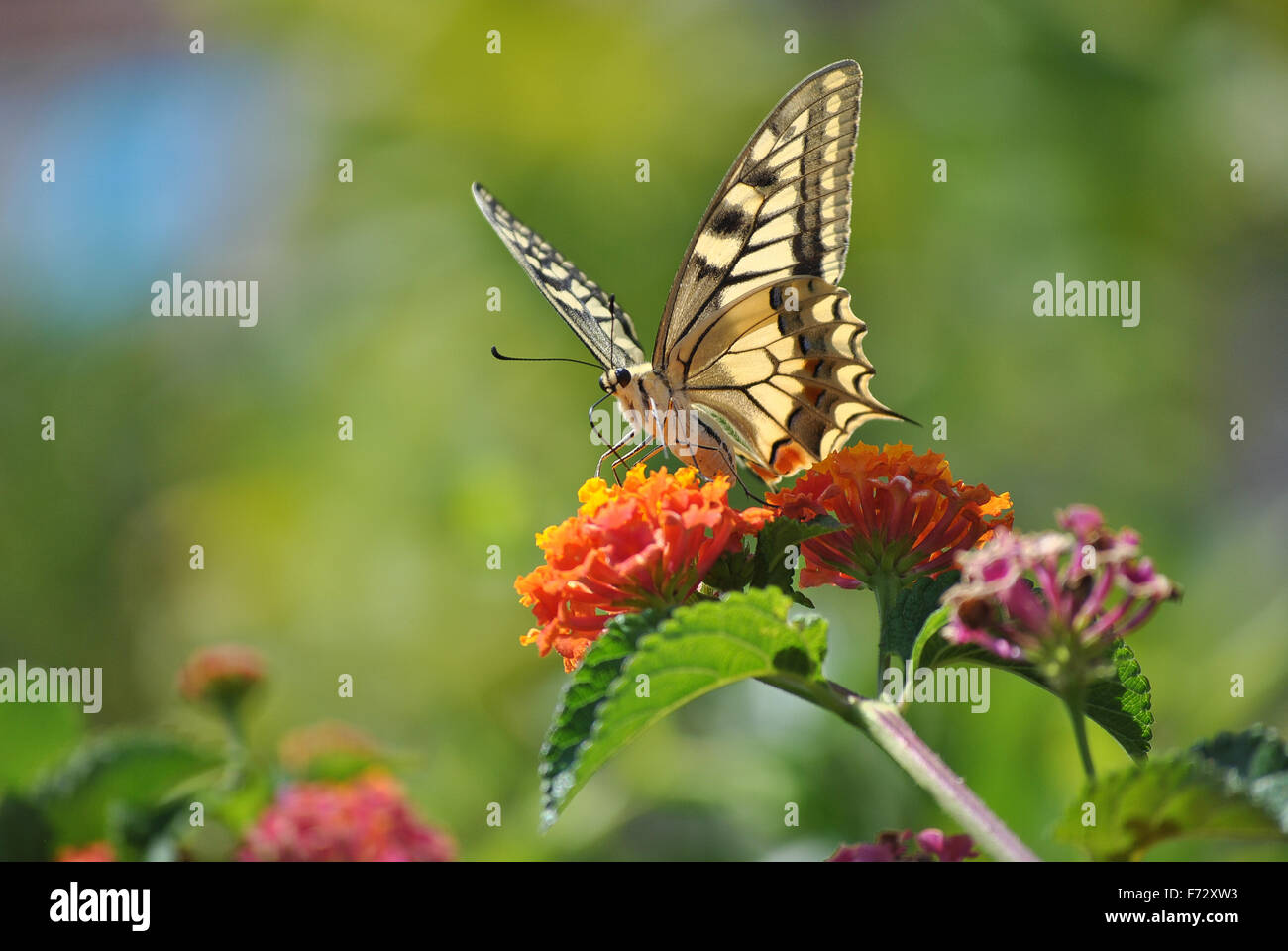 Colors of Sardinia - Papilio machaon Stock Photo
