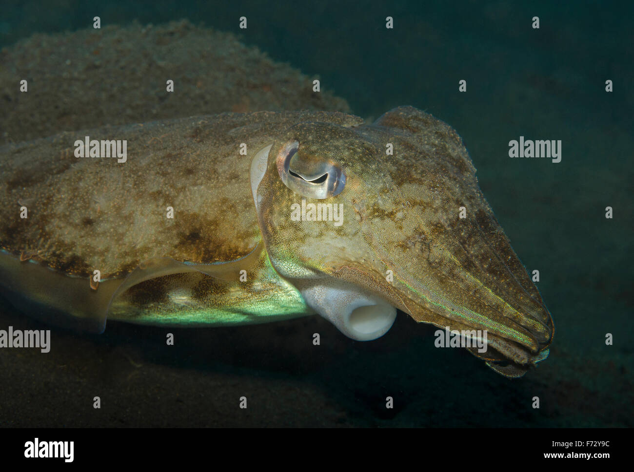 Close up of a Broadclub cuttlefish, Sepia latimanus, Tulamben, Bali, Indonesia Stock Photo