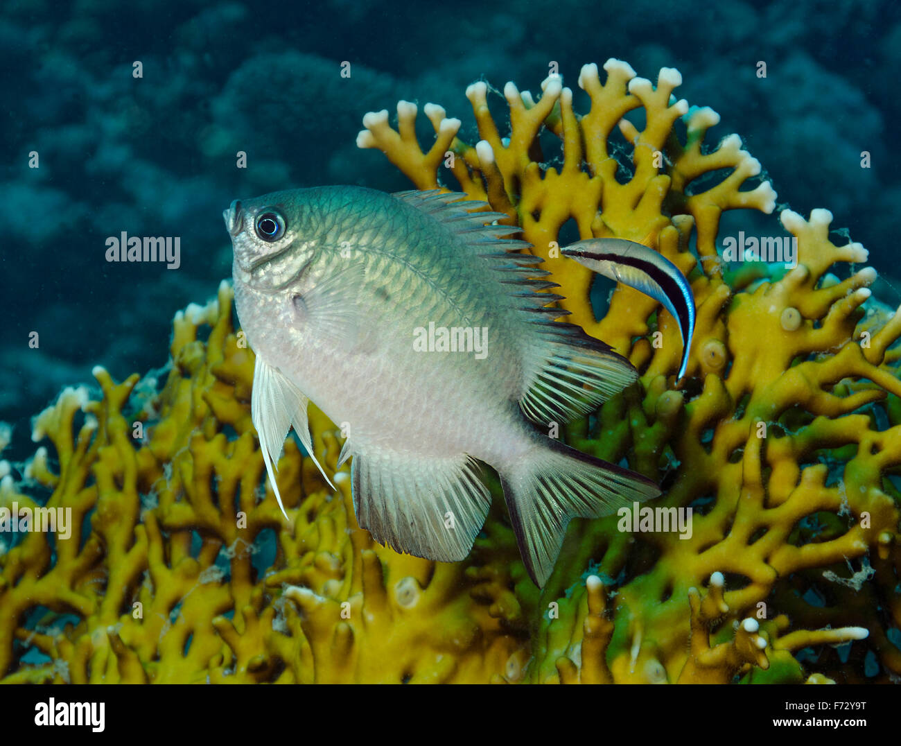 White-belly Damselfish (Amblyglyphidodon leucogaster) with bluestreak cleaner wrasse (Labroides dimidiatus) in Red Sea, Egypt Stock Photo