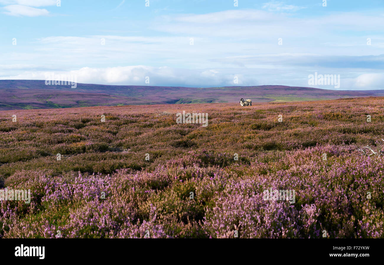 A sheep amongst the purple heather, Edmunbyers Common in County Durham, English countryside. Stock Photo