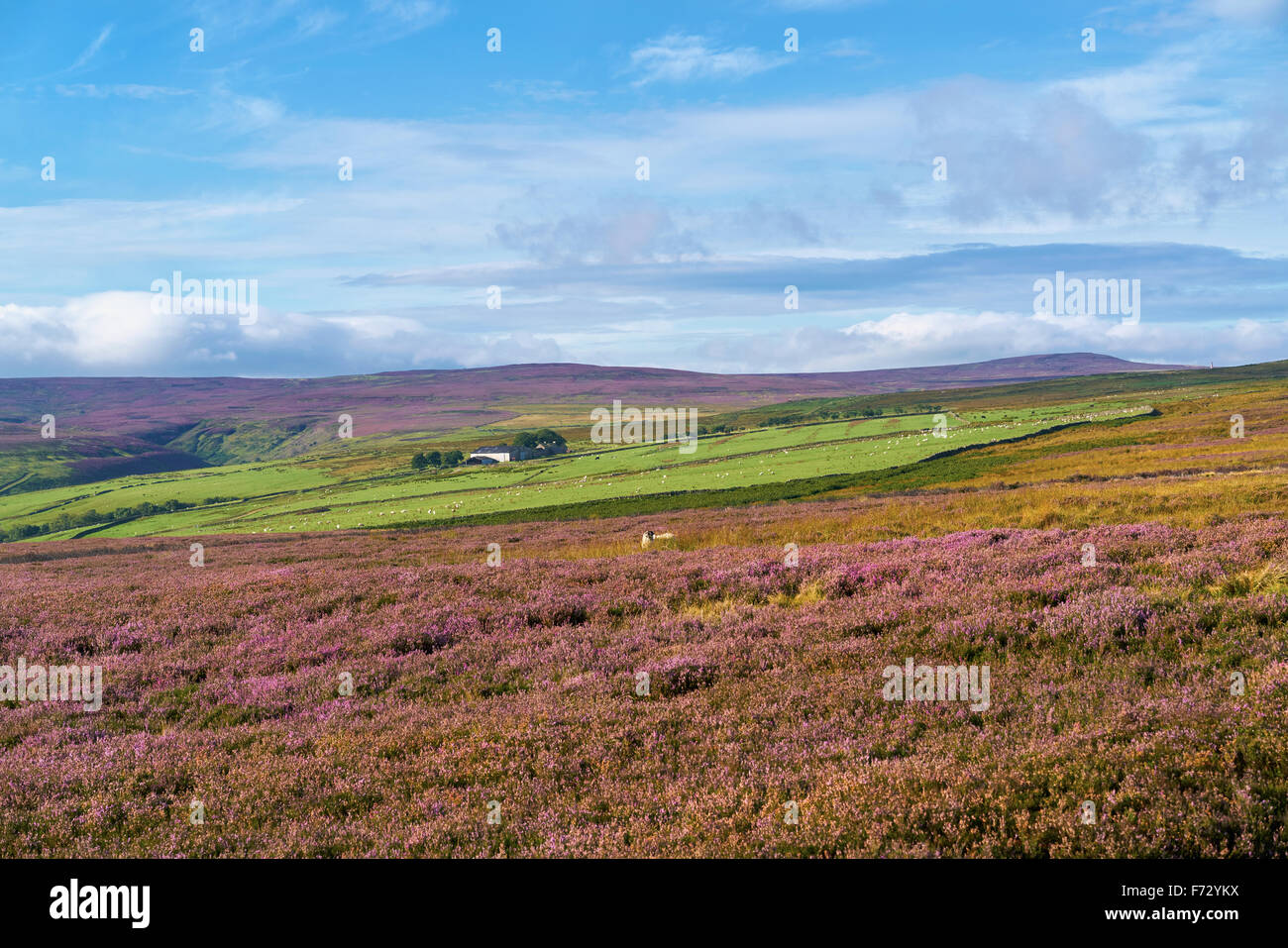 Purple heather, Edmunbyers Common in County Durham, English countryside. Stock Photo