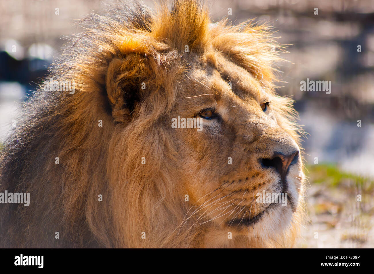 Portrait of a male lion in the sun Stock Photo - Alamy