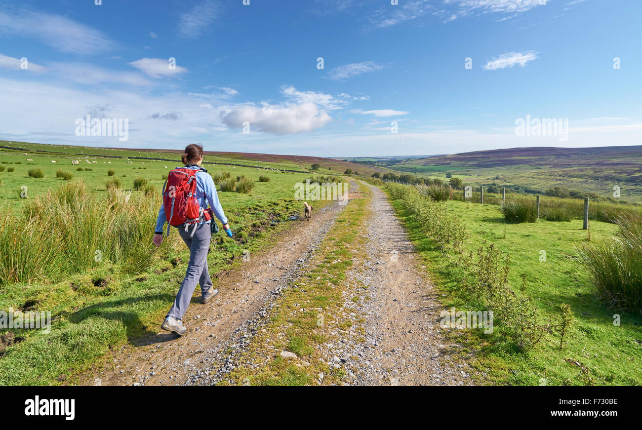A hiker walking their dog at Edmundbyers Common  in County Durham English countryside. Stock Photo