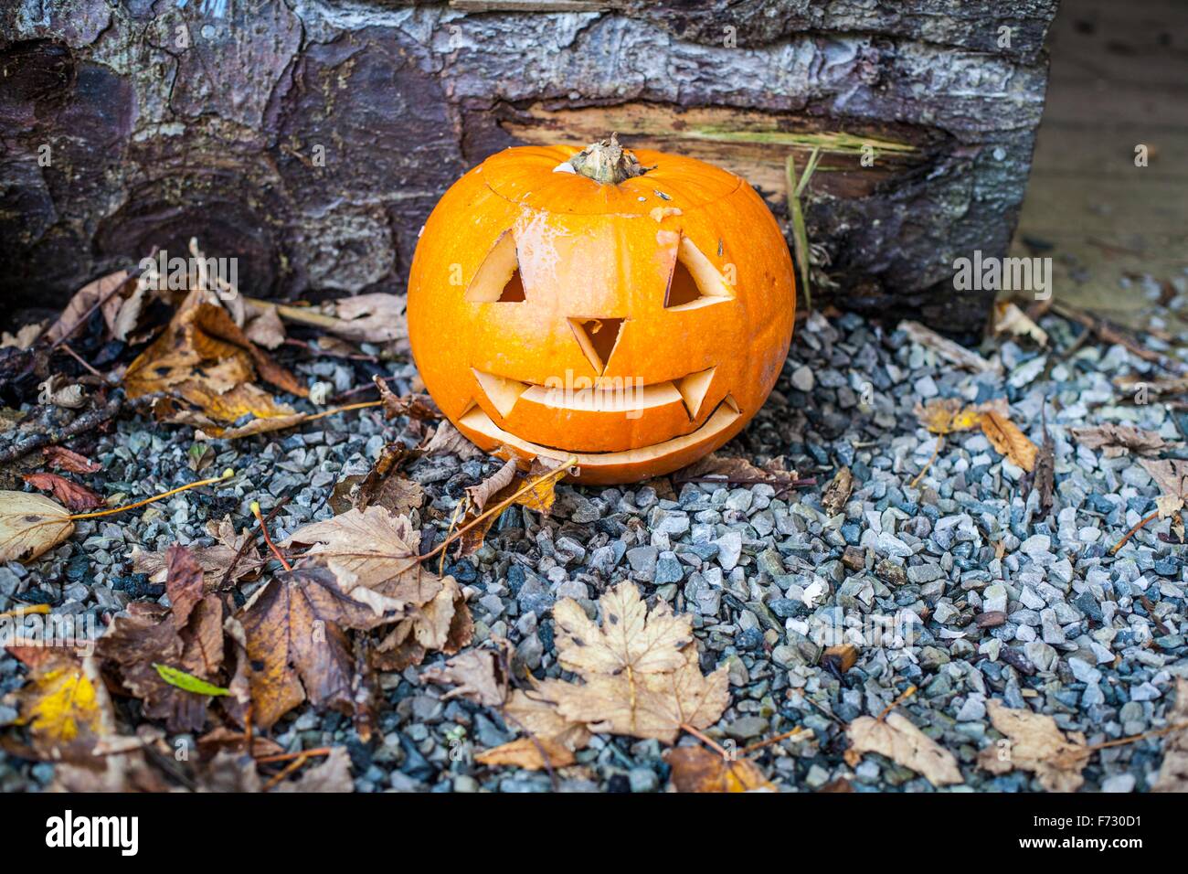 A jack o' lantern carved from a pumpkin Stock Photo - Alamy