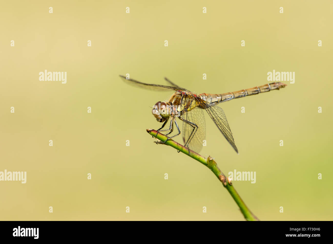 Common Darter Dragonfly (Sympetrum striolatum) at rest on stick Stock Photo