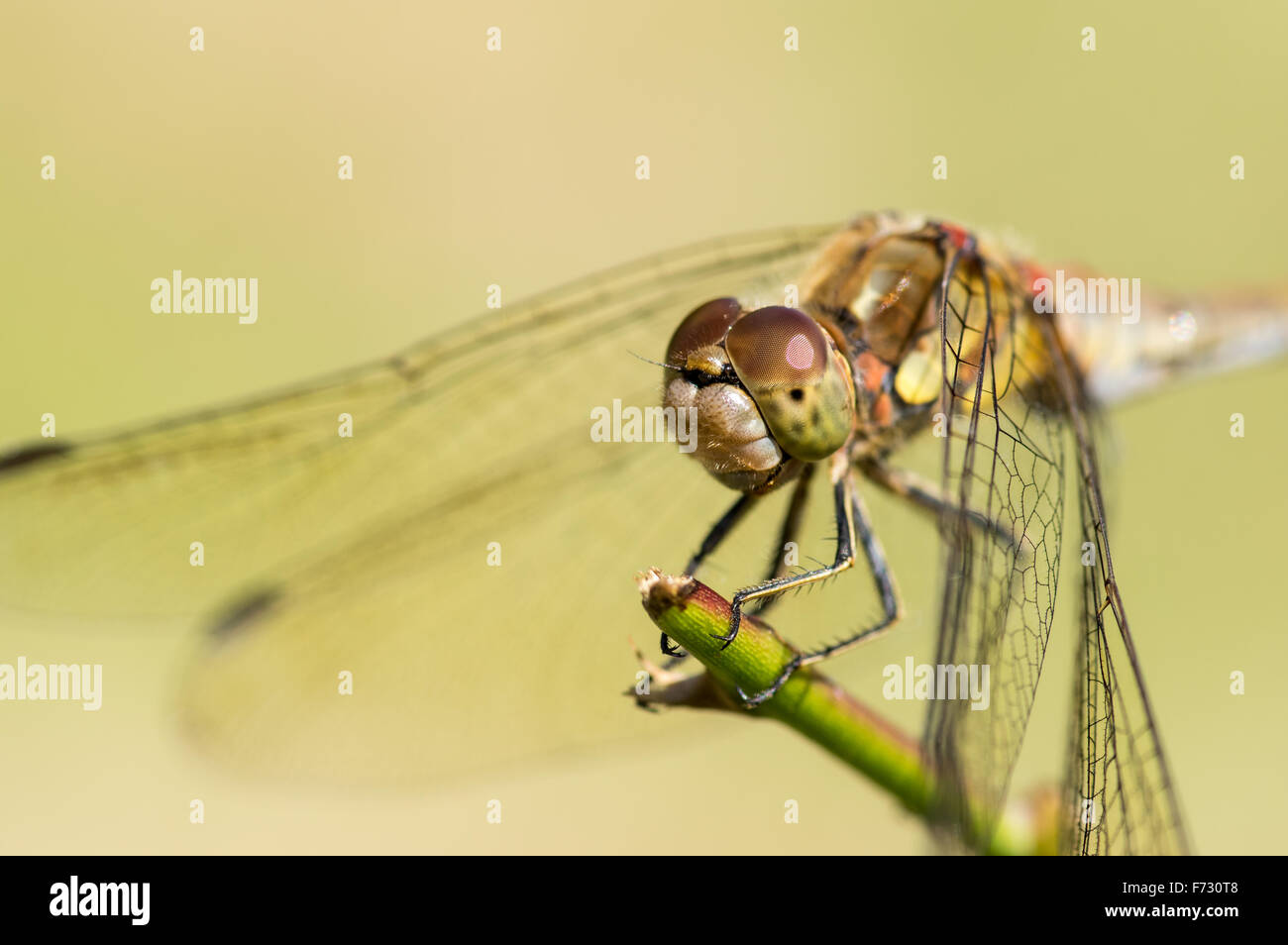 Common Darter Dragonfly (Sympetrum striolatum) at rest on stick Stock Photo