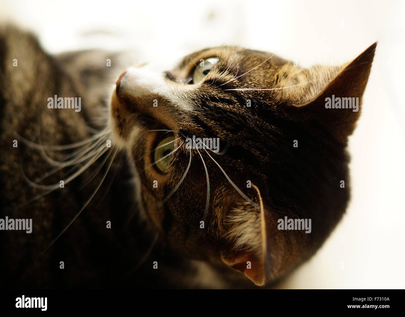 Beautiful House Cat Stock Photo