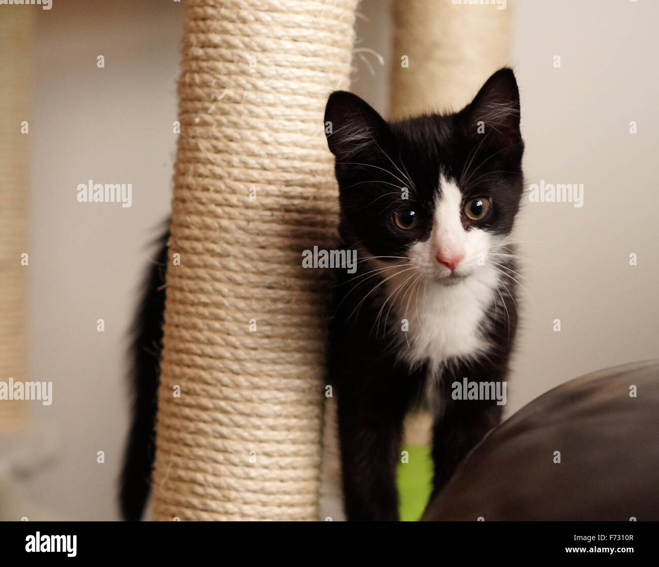 Black And White Cute Fluffy Kitten With Green Eyes Looking At Camera Stock Photo Alamy,How To Make Dove Jalapeno Poppers