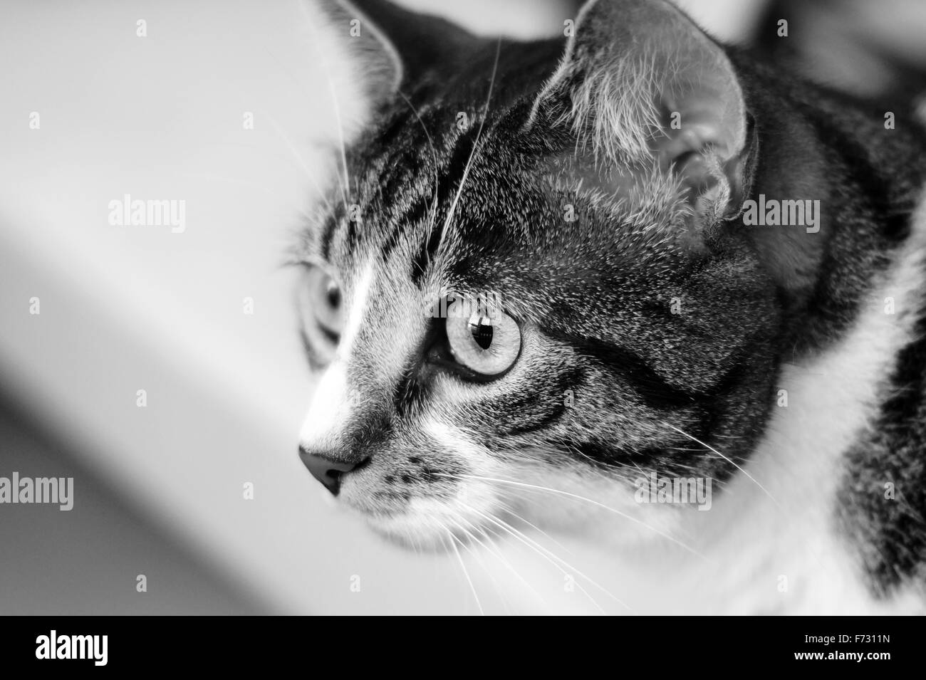 Beautiful House Cat in Black and White Stock Photo