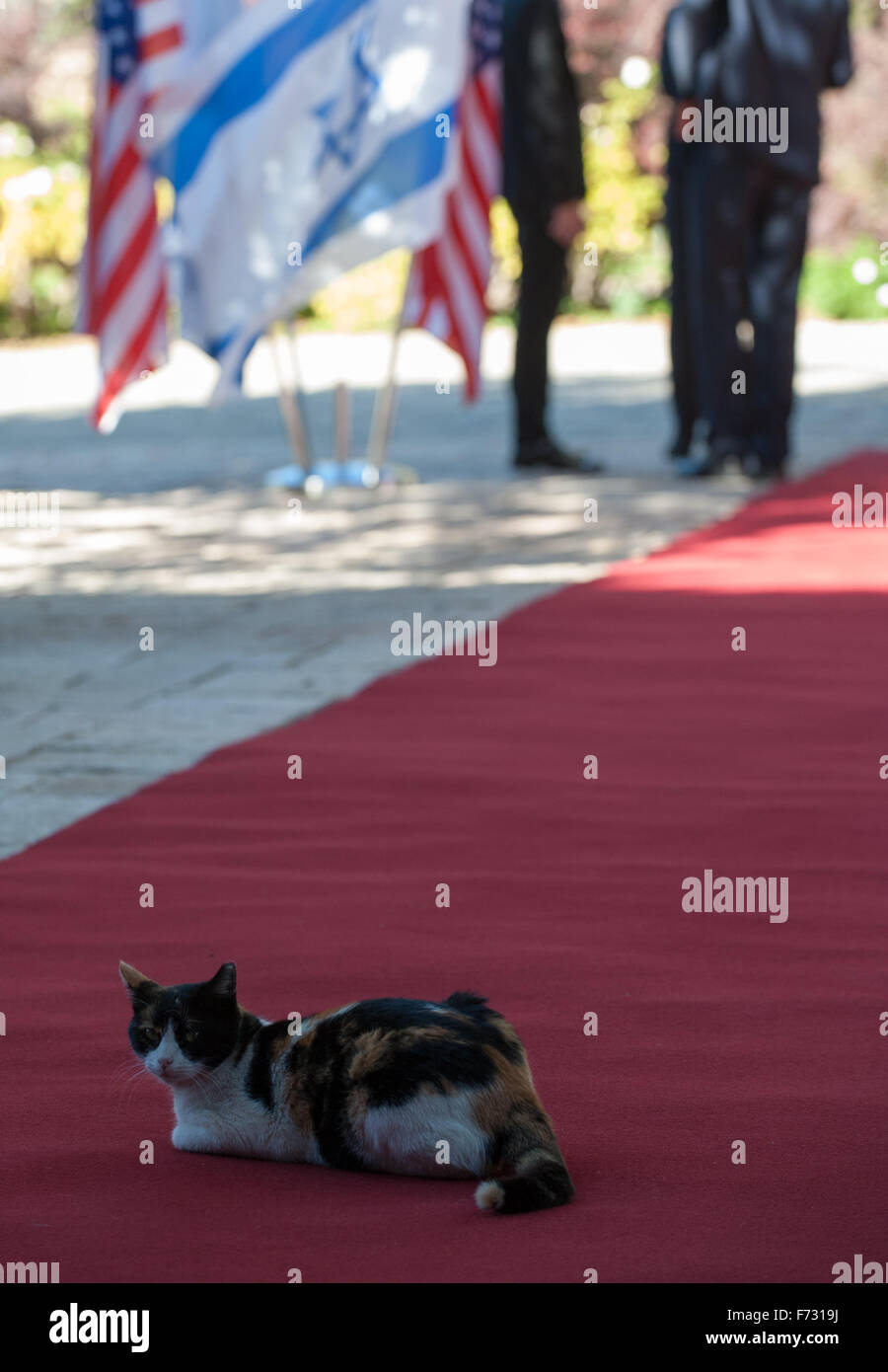 Jerusalem. 24th Nov, 2015. A cat is seen on the red carpet welcoming visiting U.S. Secretary of State John Kerry at Israeli President's Residence in Jerusalem, on Nov. 24, 2015. Kerry arrived here on Tuesday morning to pay a one-day visit to Israel and the West Bank in hopes of curtailing the two-month long wave of violence. Credit:  Li Rui/Xinhua/Alamy Live News Stock Photo