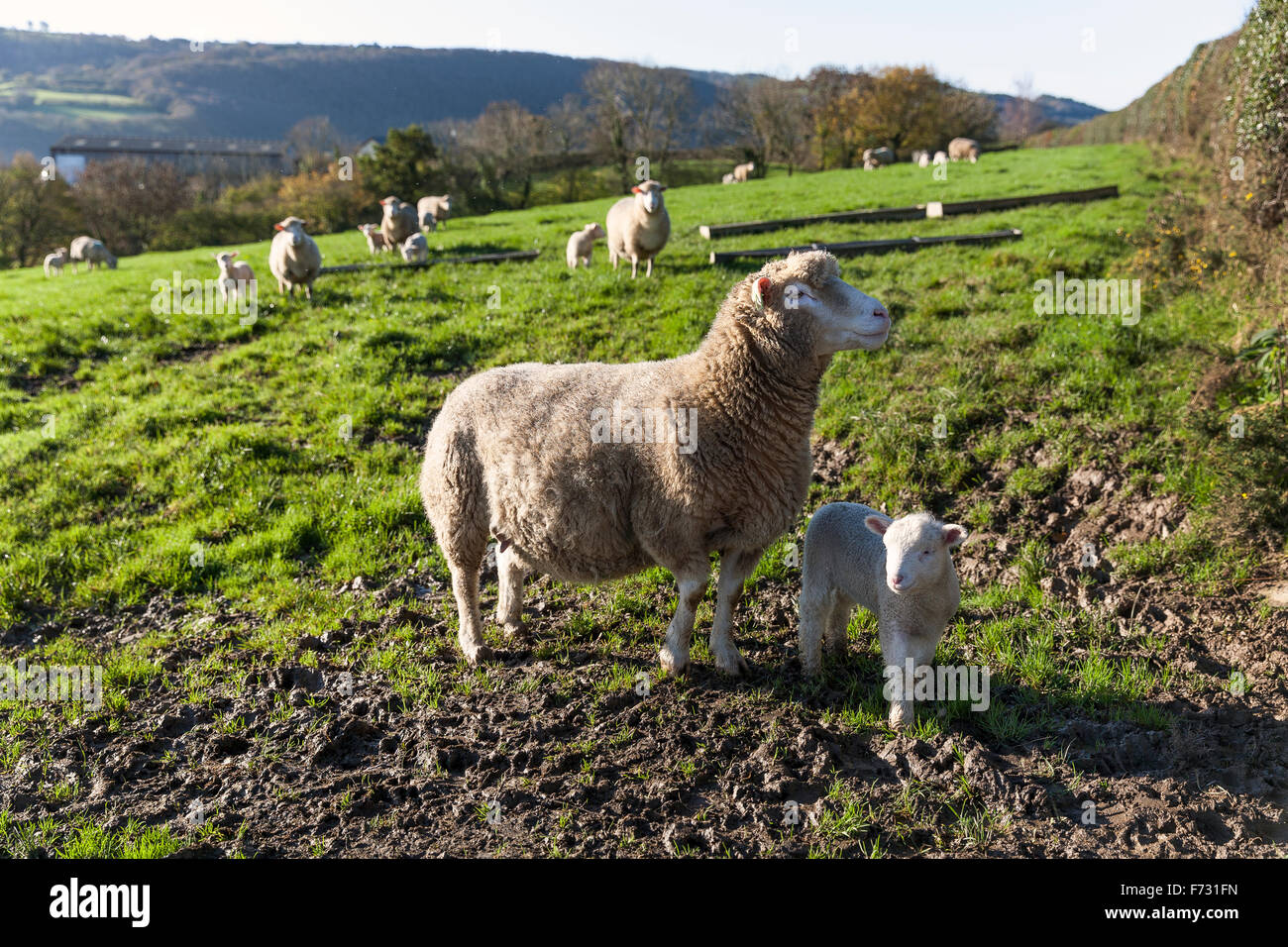 Sheep in fields near Dunsford,dartmoor national park,devon lane,tarmac.winter,solitary,field, sheep, path, landscape, united kin Stock Photo