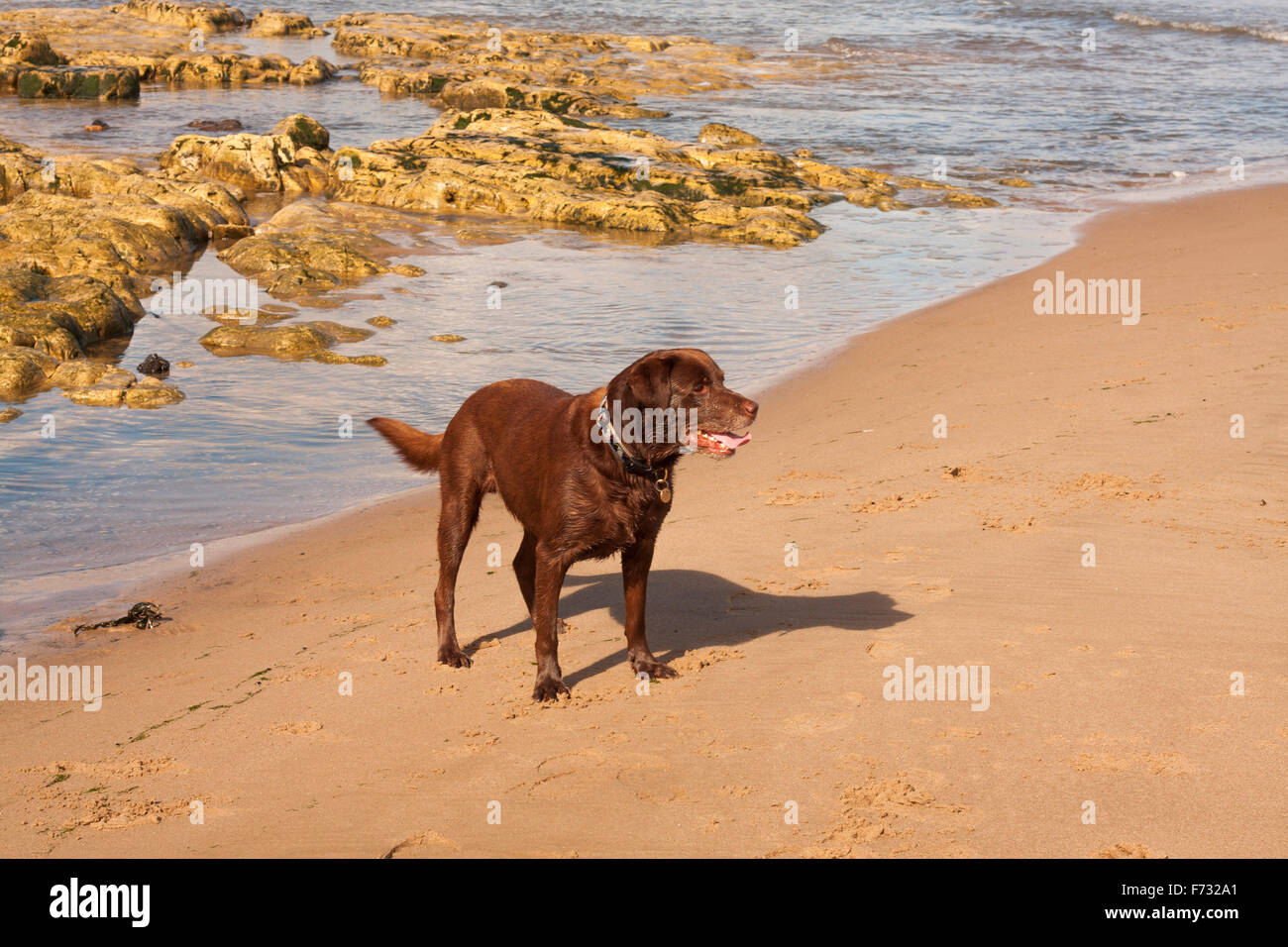 Brown,Red,Chocolate Labrador dog playing on the beach at Hartlepool