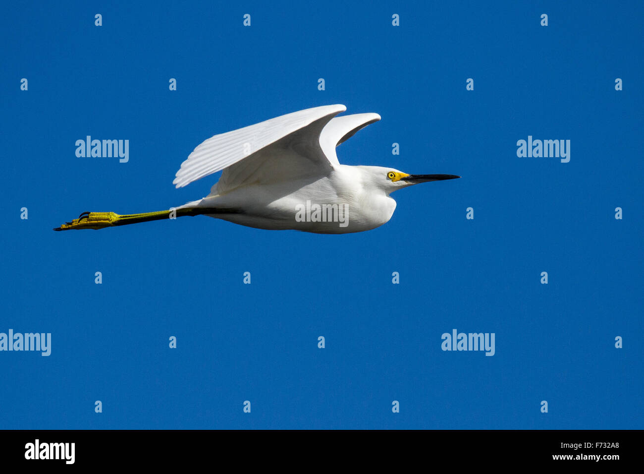 A snowy egret in flight Stock Photo