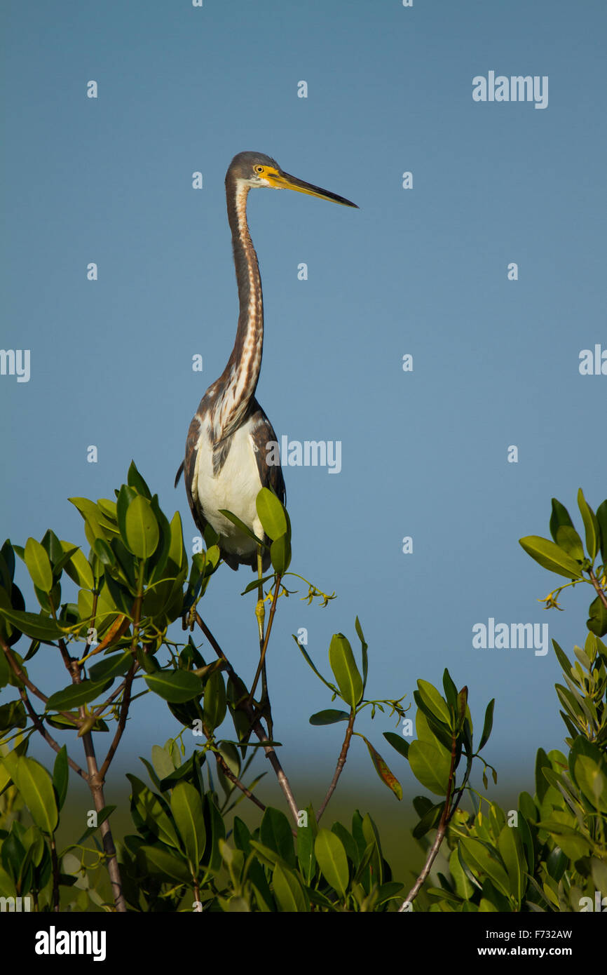 A tricolored heron perching. Stock Photo