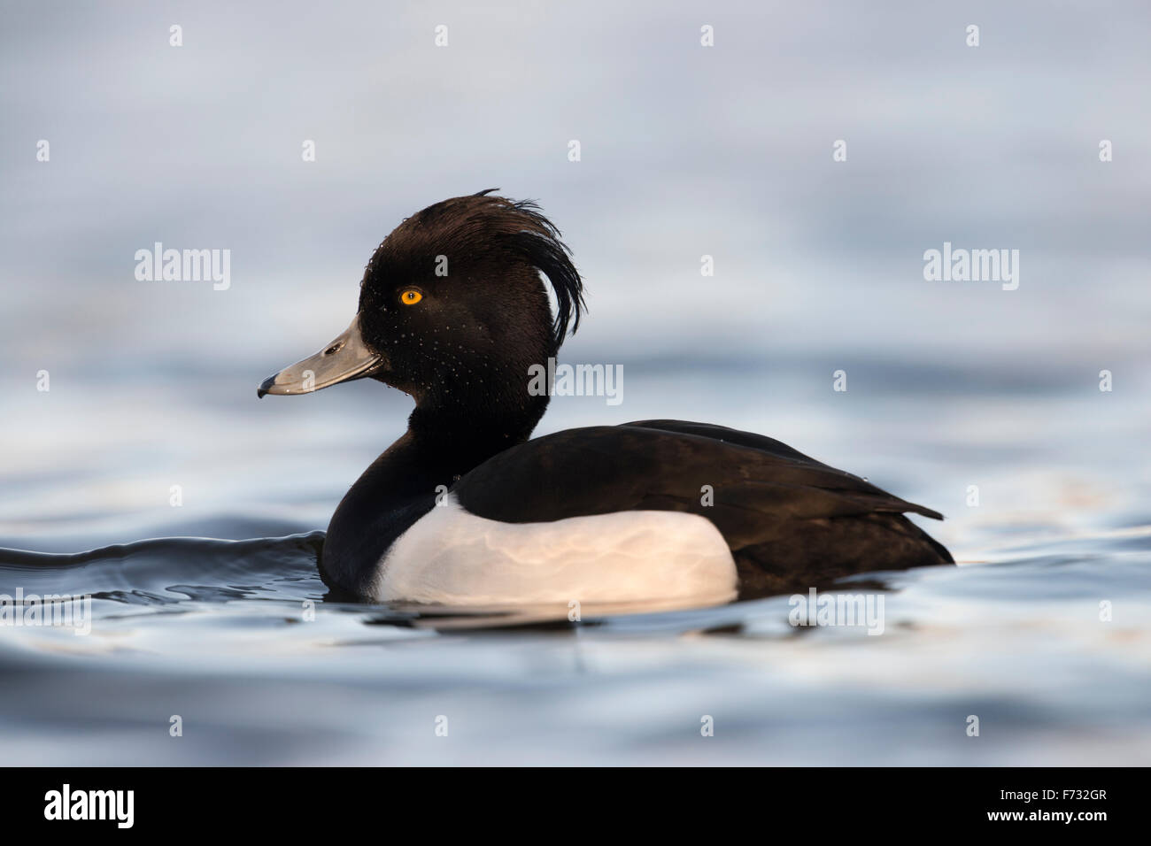 Beautiful male Tufted Duck / Reiherente ( Aythya fuligula ) in  breeding dress swims close by on cold blue water. Stock Photo