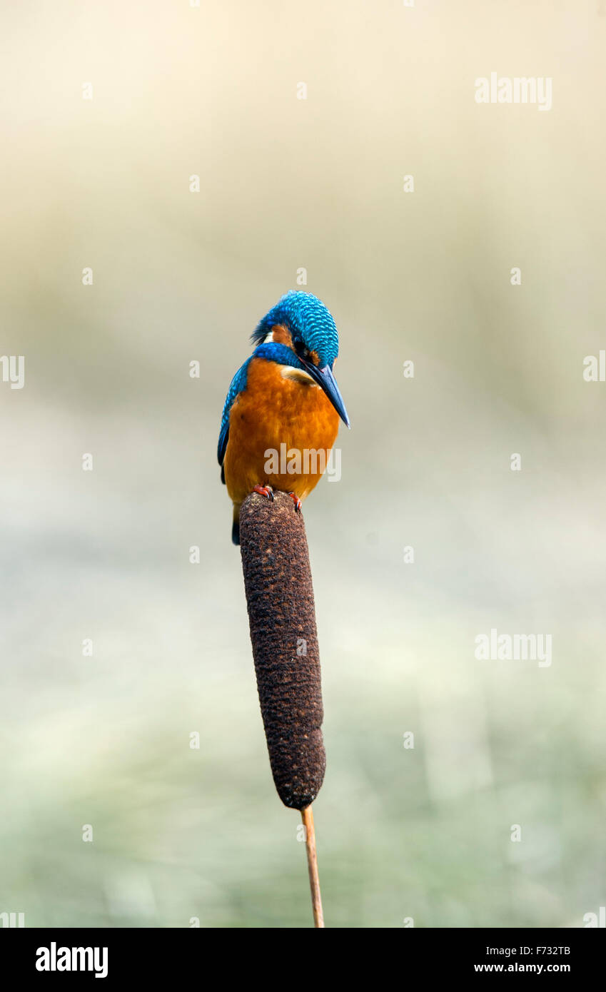 Kingfisher Alcedo atthis on reed Stock Photo