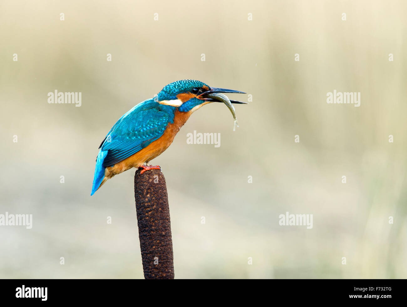 Kingfisher Alcedo atthis with fish Stock Photo