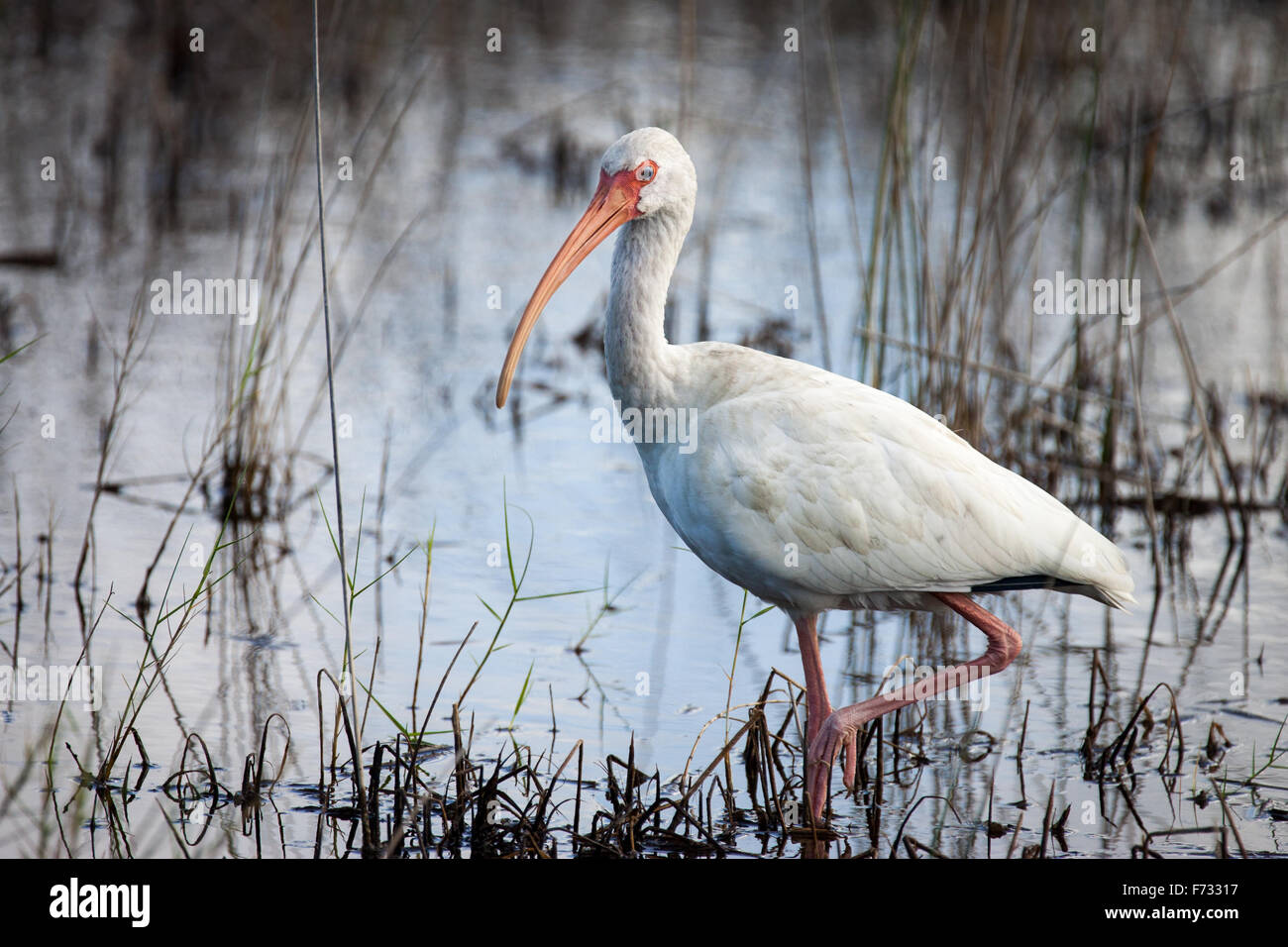 An American white ibis hunting a salt marsh Stock Photo