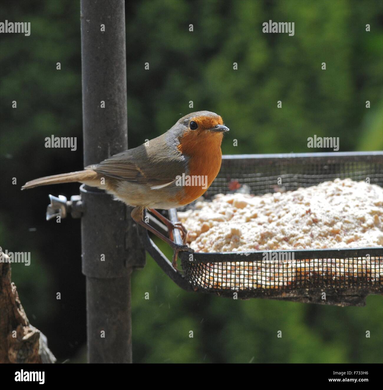 Wild bird feeding in garden - this is a Robin feeding on sunflower hearts. Stock Photo