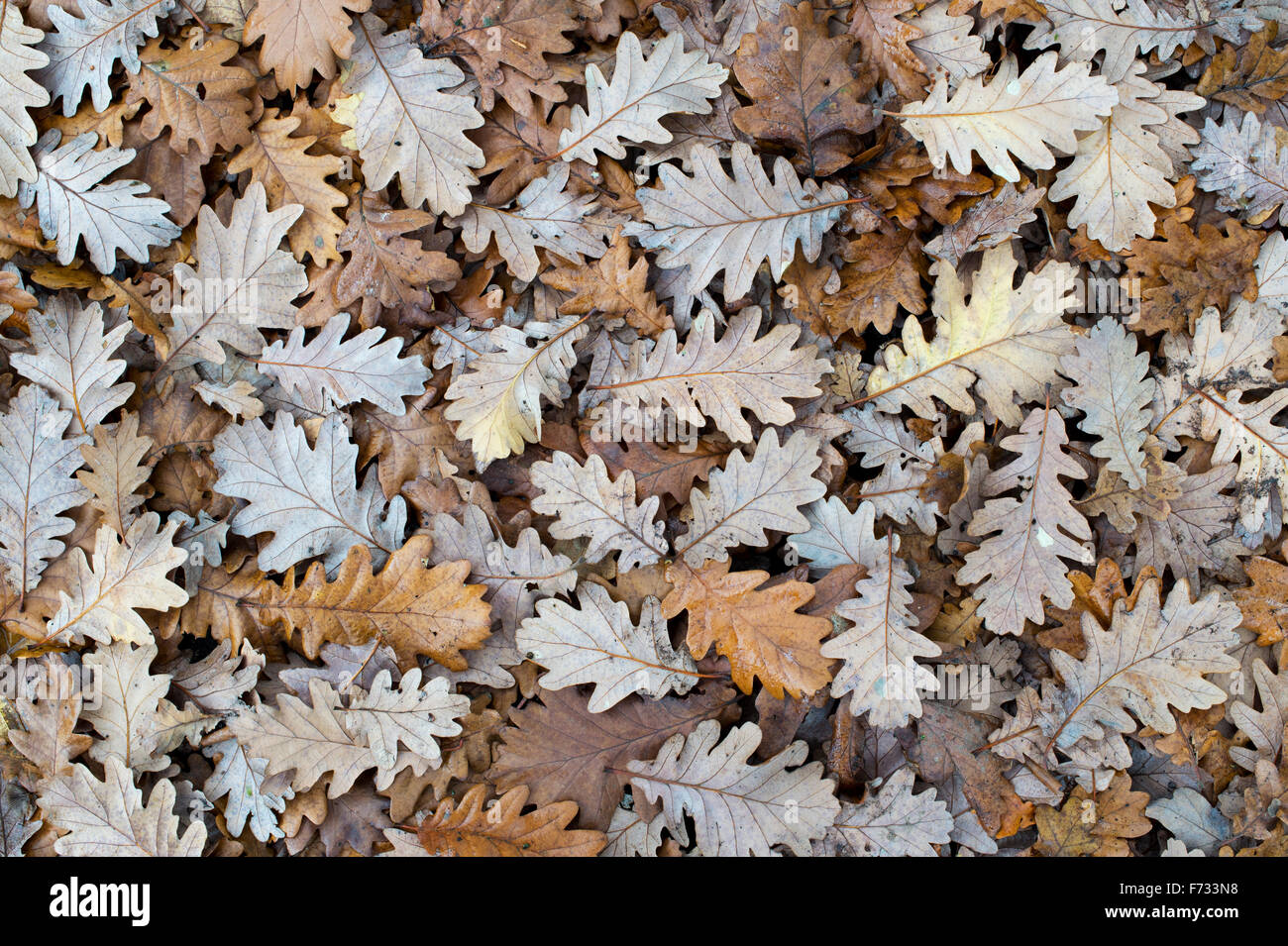 Quercus x haynaldiana. Fallen Oak tree leaves on the ground in autumn Stock Photo