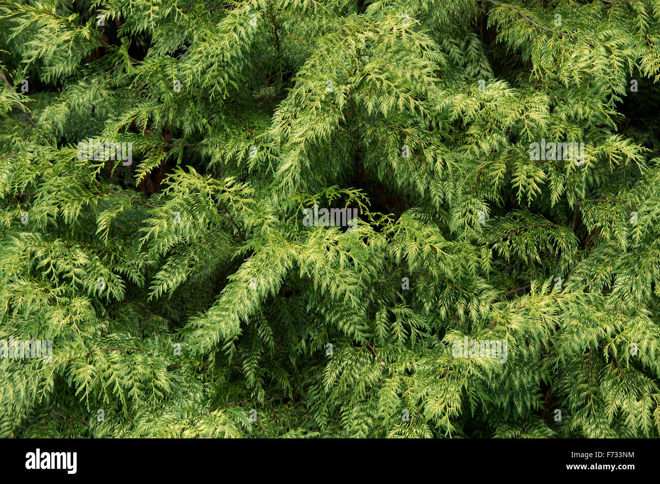 Thuja plicata 'Zebrina’. Western red cedar 'Zebrina' tree Stock Photo
