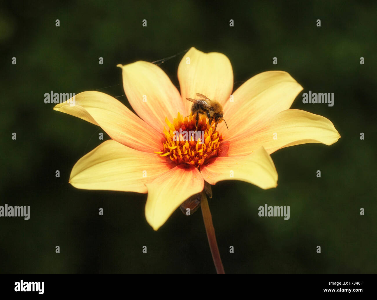 Bee feeding on a Dwarf Dahlia Stock Photo
