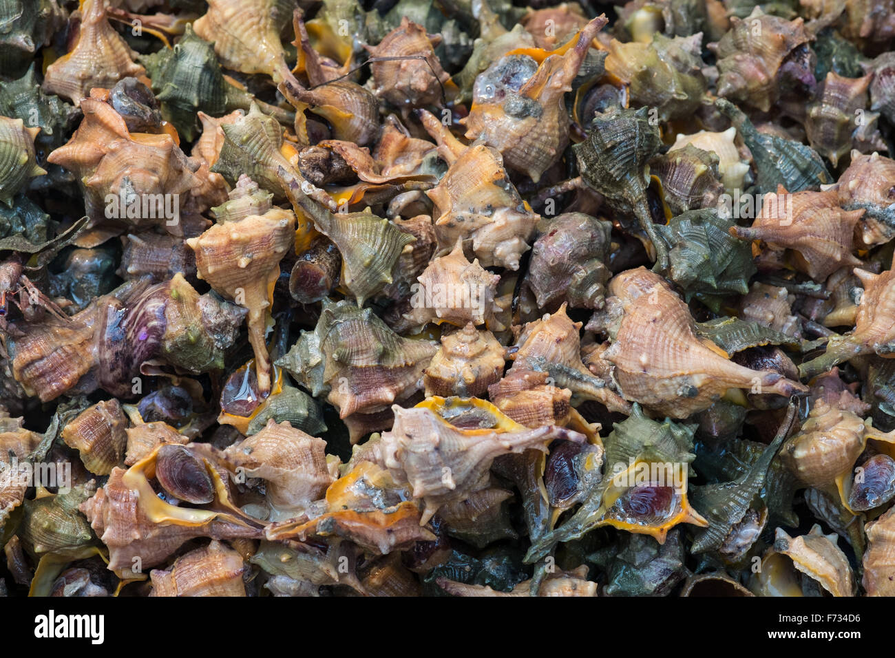 Snails sea food hires stock photography and images Alamy
