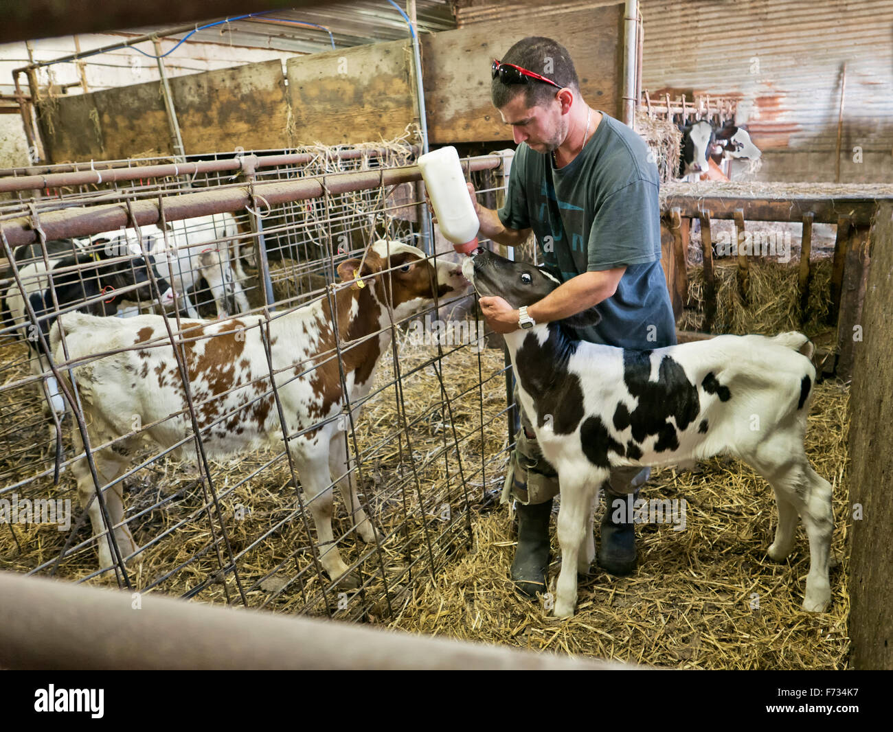 farmer-bottle-feeding-drop-calf-holstein-dairy-stock-photo-alamy
