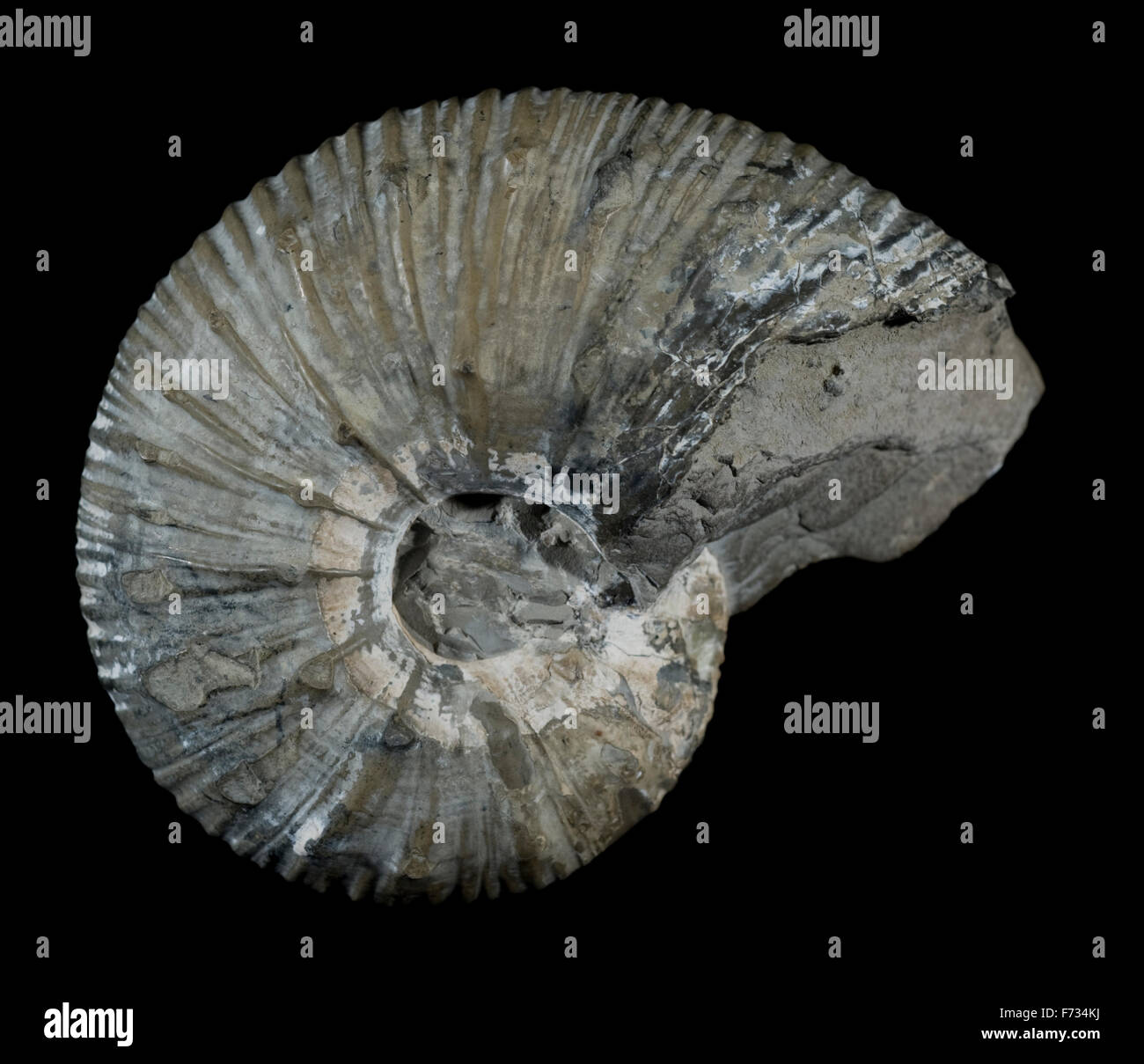 Liparoceras henleyi, a fossil ammonite from the Middle Lias, Jurassic period, Charmouth, Dorset, UK. Stock Photo