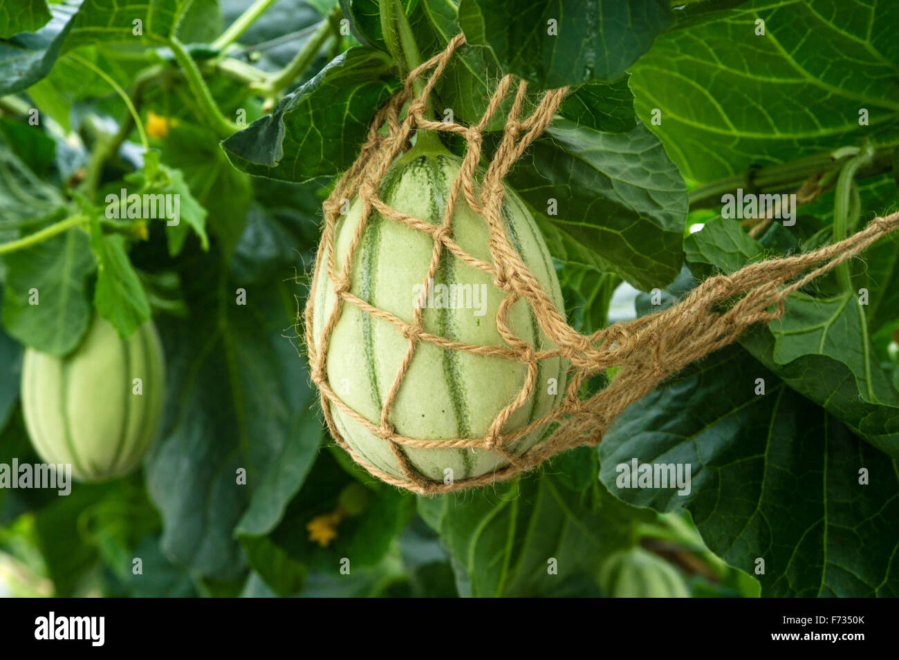 Melon 'Alvaro' F1 Stock Photo Alamy