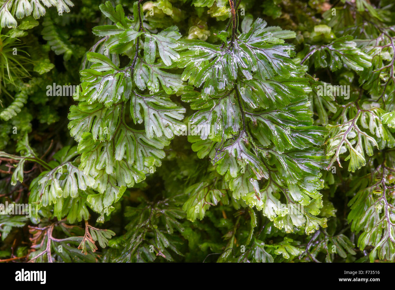 Hymenophyllum wilsonii - Wilson's Filmy Fern Stock Photo