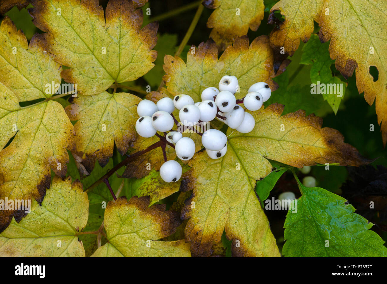 Actaea rubra f. neglecta in autumn Stock Photo