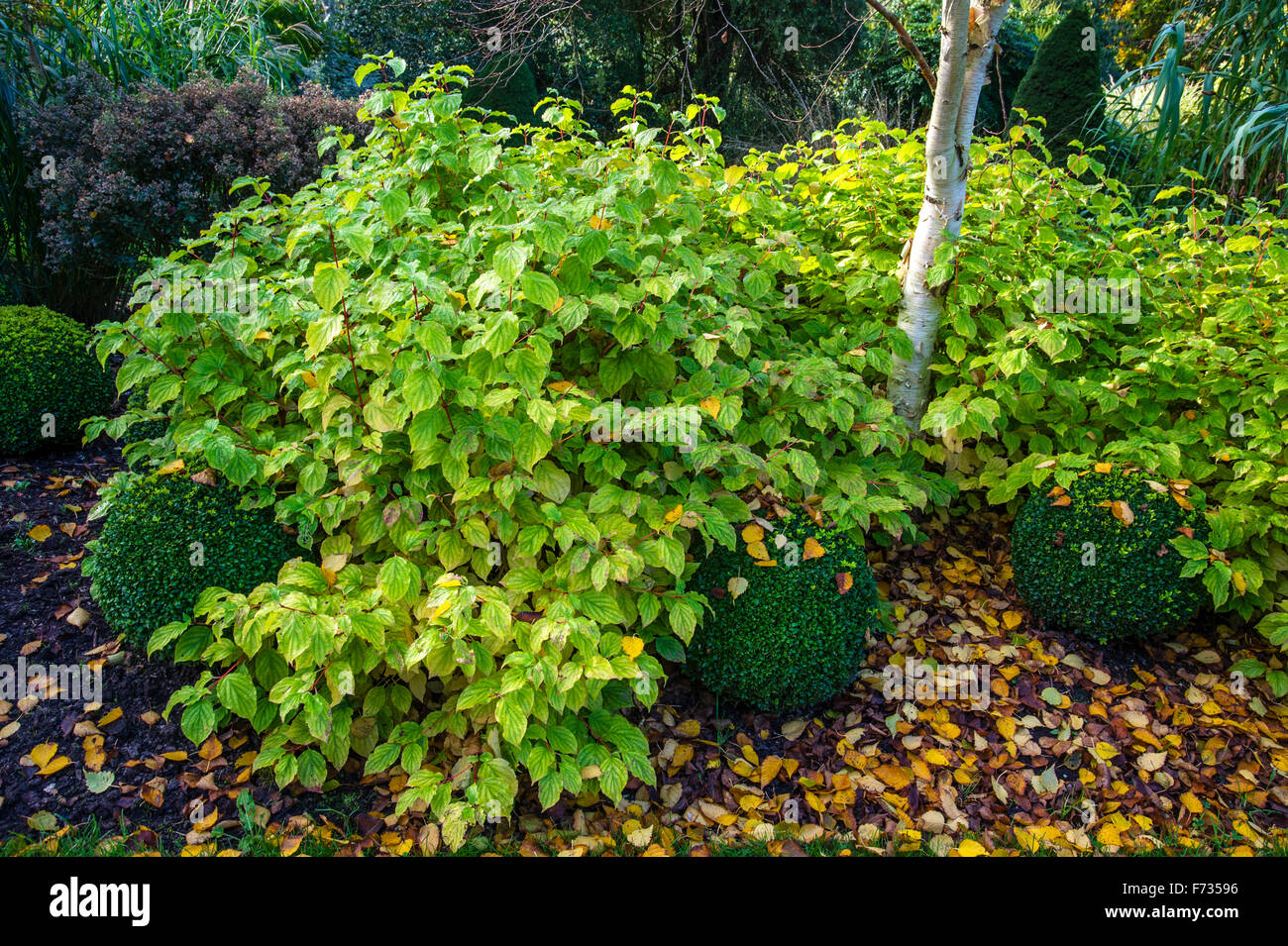 Cornus sanguinea midwinter fire hi-res stock photography and images - Alamy