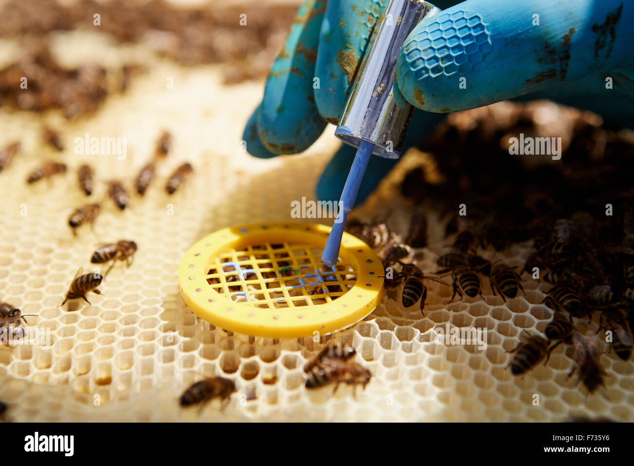 A beekeeper placing a queen cage on a super in a beehive. Stock Photo