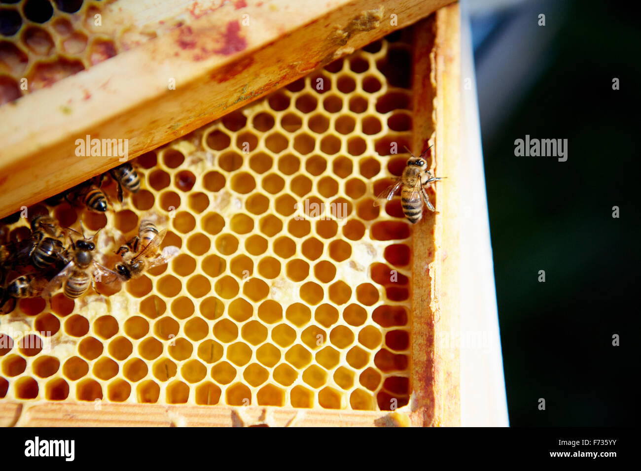Honeycomb structure hi-res stock photography and images - Alamy