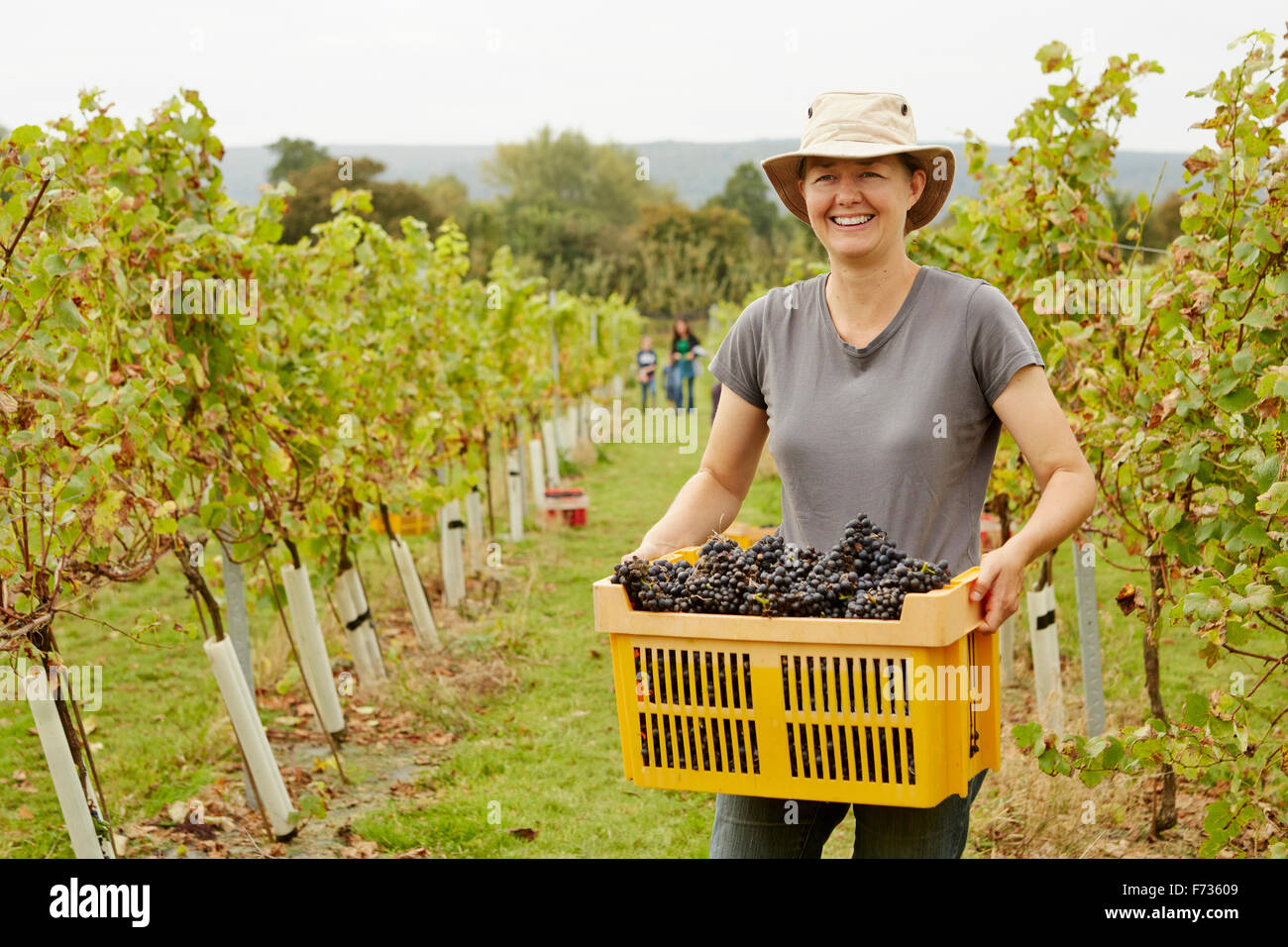 A grape picker in a wide brimmed hat, carrying a plastic crate of picked red grapes Stock Photo