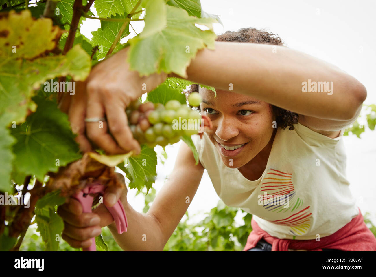 A woman picking bunches of grapes in a vineyard. Stock Photo