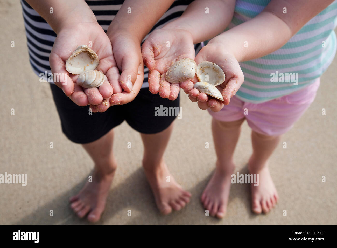 Two children with hands holding sea shells. Stock Photo