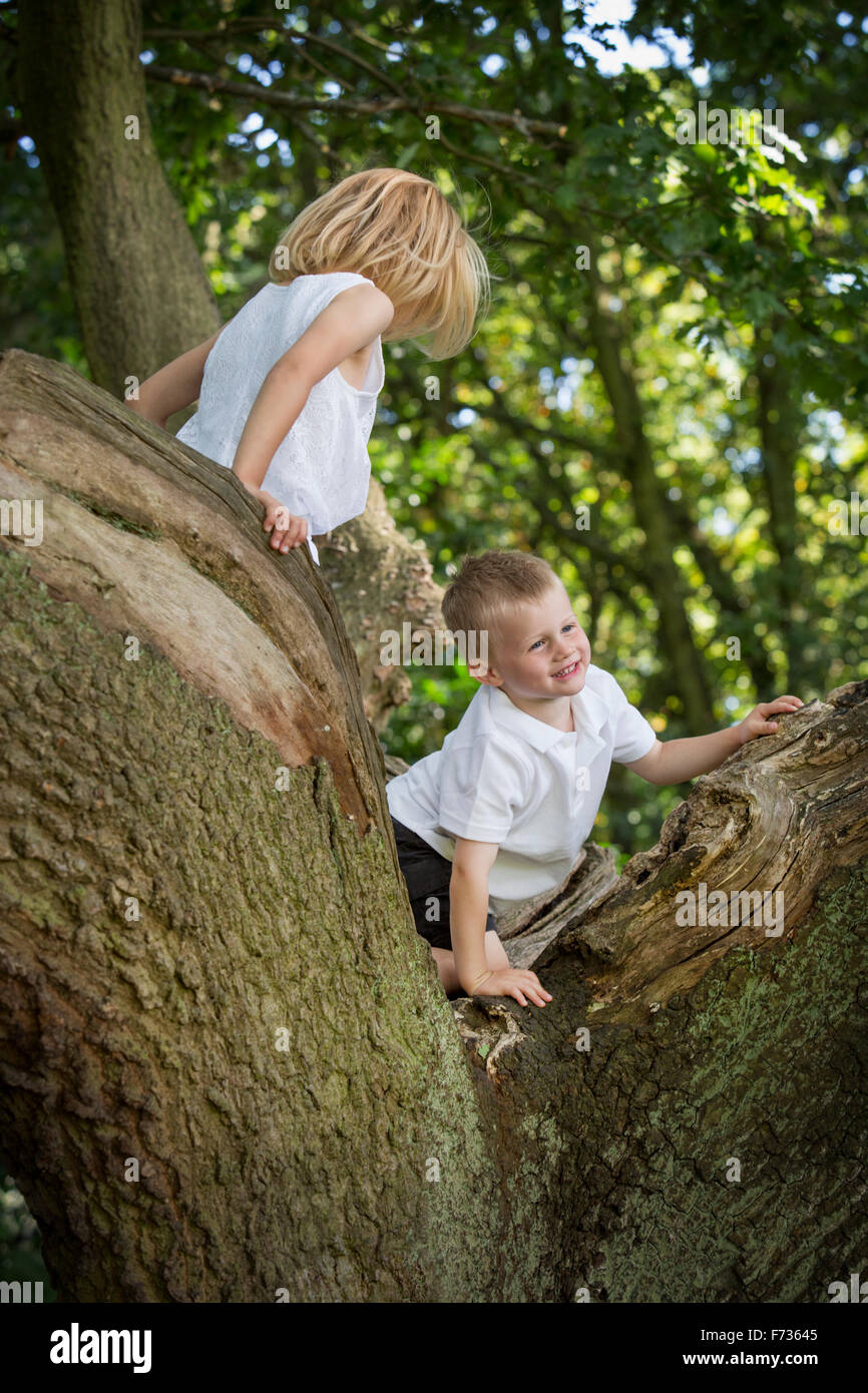 Young boy and girl climbing a tree in a forest. Stock Photo