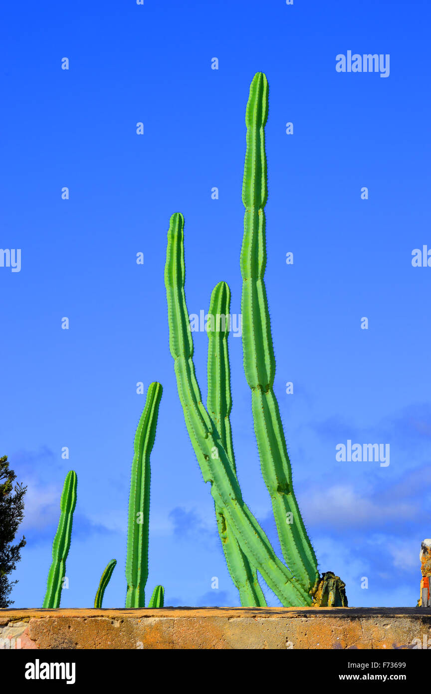 Mexican fence post cacti Latin name Pachycereus marginatus Stock Photo