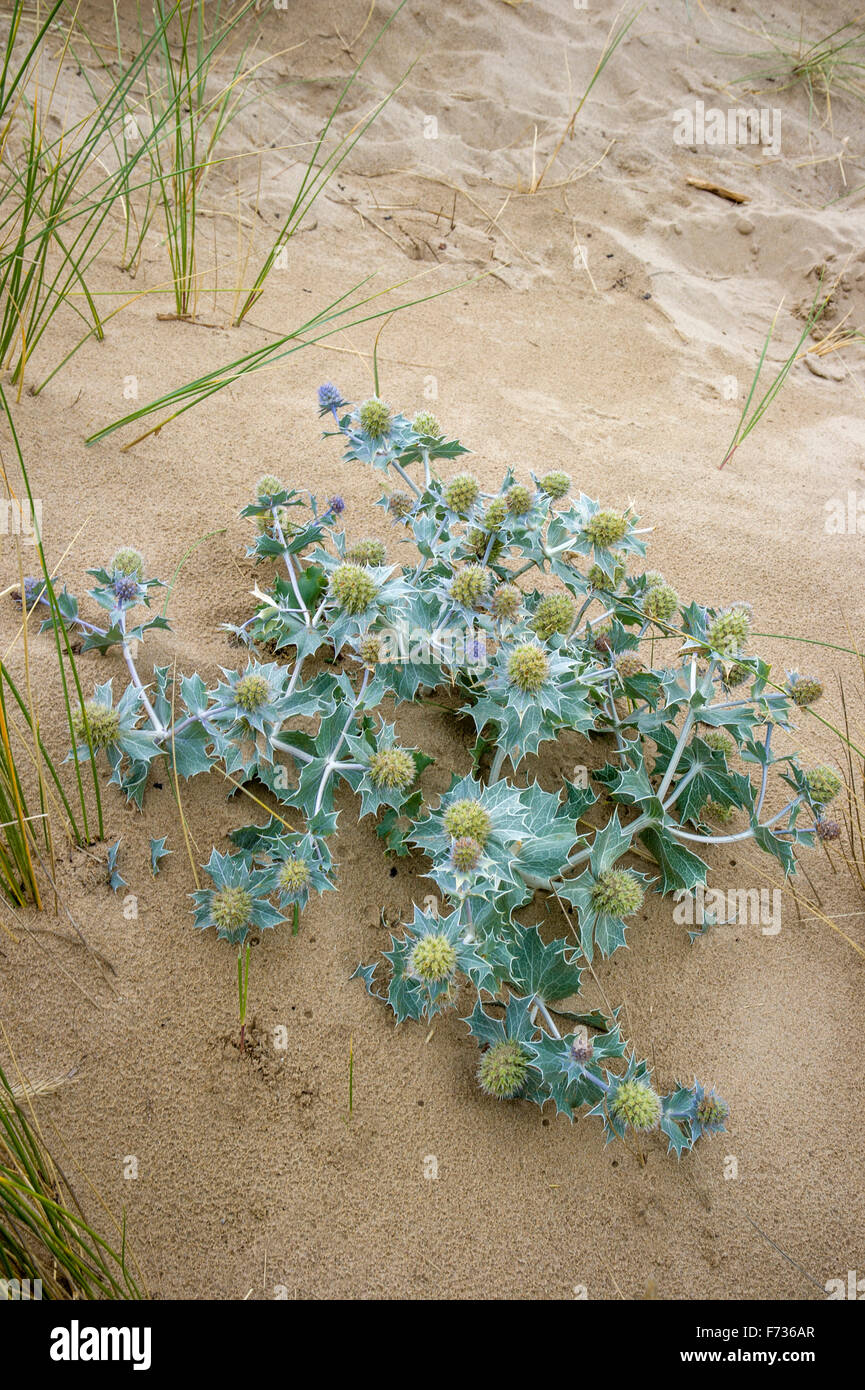 Eryngium maritimum Sea Holly growing wild on sand dune Stock Photo