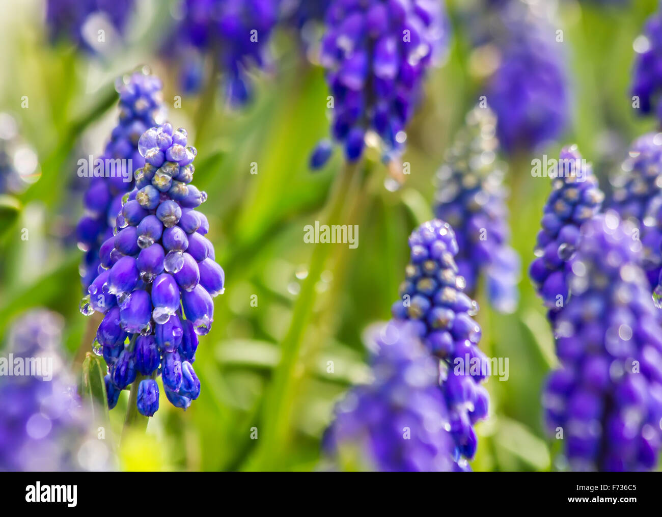Muskari plant hi-res stock photography and images - Alamy