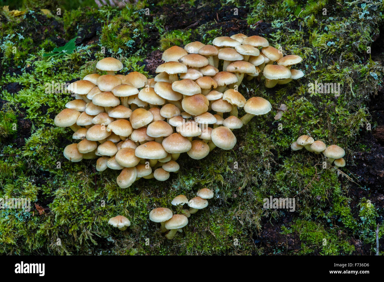 Hypholoma fasciculare - Sulphur tuft fungus growing on fallen tree Stock Photo