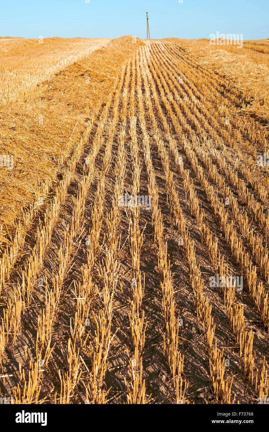 empty cropped farm field by bright sunny day Stock Photo